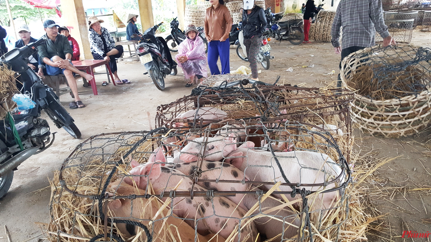 Thời sự giá heo trong chợ heo Bà Rén Người ta kỳ vọng vào lứa heo con này sau tết
