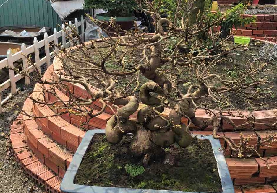 Ngắm hoa kiểng lạ vượt đường xa hội tụ ở Sài Gòn Một cây mai trắng ở huyện Phú Tân, tỉnh An Giang có dáng đẹp, đều búp, dự kiến sẽ nở rộ khi tham gia tranh giải tại Hội hoa xuân Tao Đàn