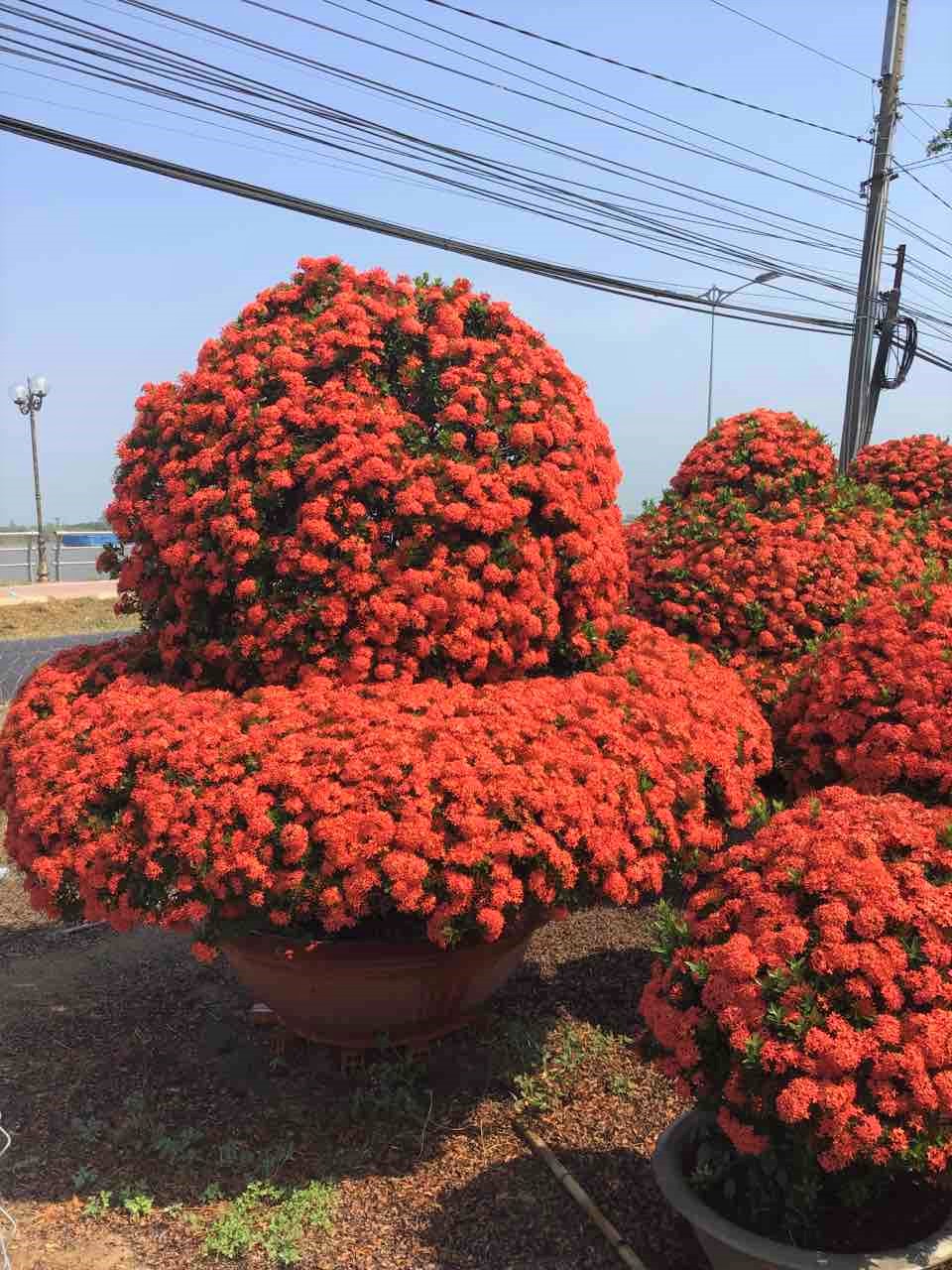 Ngắm hoa kiểng lạ vượt đường xa hội tụ ở Sài Gòn Những chậu hoa trang thái của một nghệ nhân ở huyện Lấp Vò, tỉnh Đồng Tháp chuẩn bị đưa lên Sài Gòn tham gia Hội hoa xuân