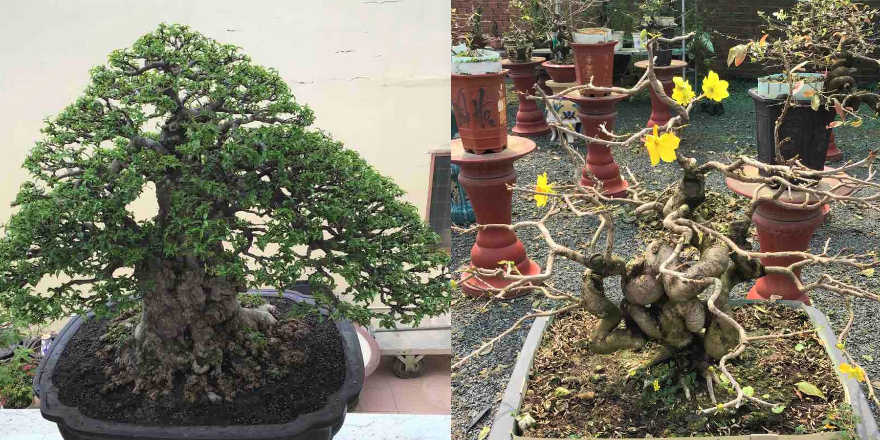 Ngắm hoa kiểng lạ vượt đường xa hội tụ ở Sài Gòn Một chậu mai vàng và một chậu mai chiếu thủy dáng dạng độc đáo ở An Giang được chọn đưa lên TP HCM để trưng bày trong Hội hoa xuân Tao Đàn. Ảnh: B.K
