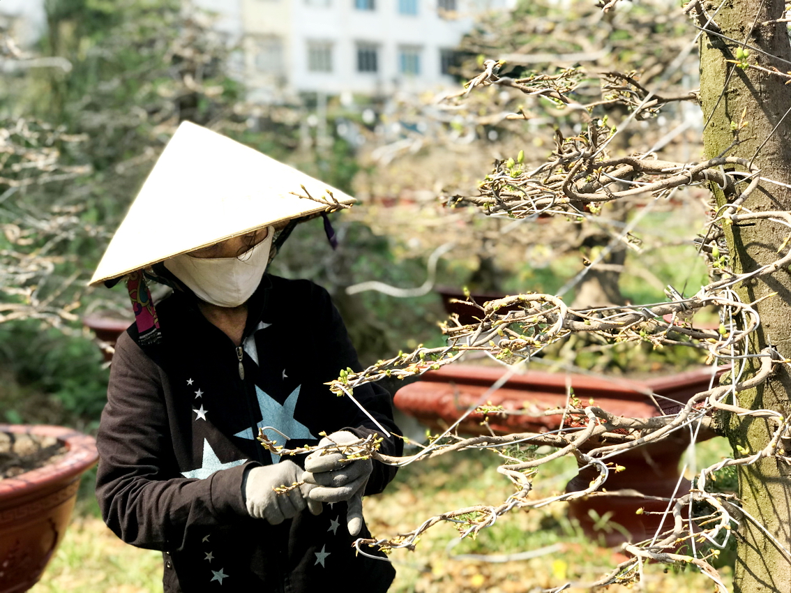 Thuê mai tiện lợi hơn mua đứt Theo các chủ vườn, khách nên thuê thay vì mua hẳn một chậu mai