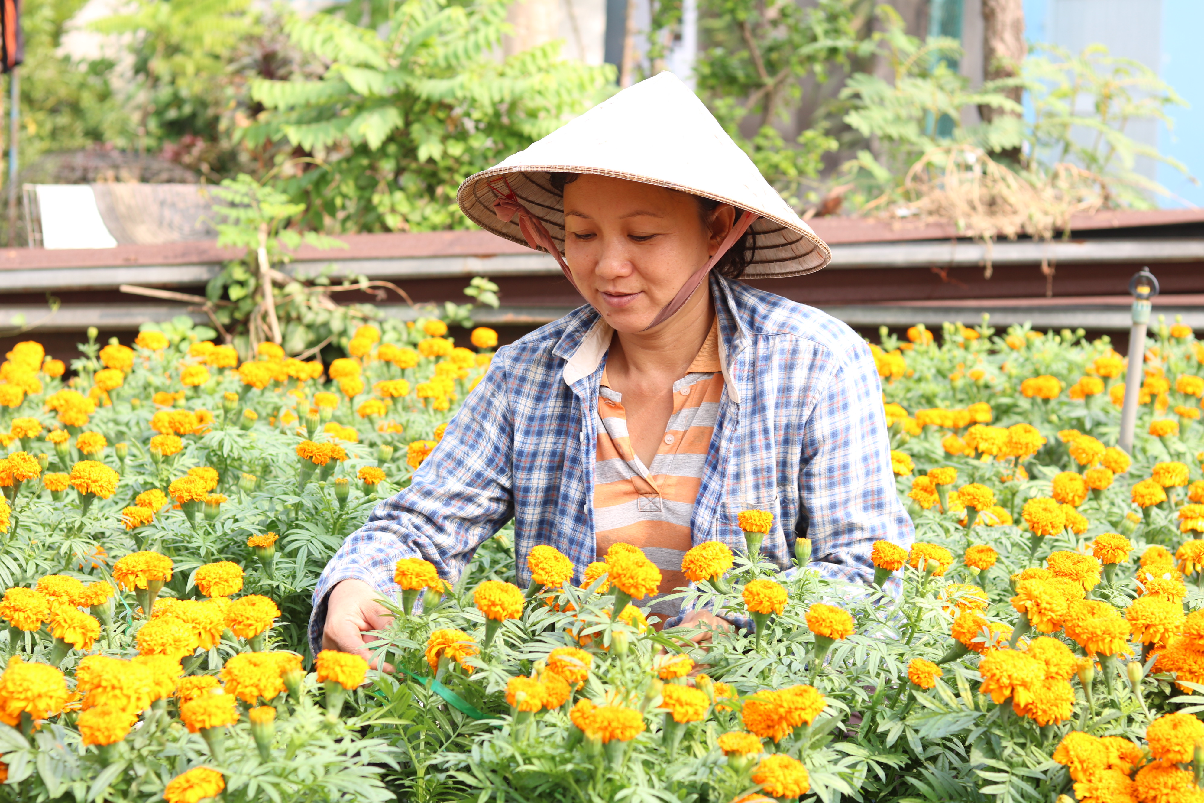 Người trồng hoa có tâm hồn đẹp như hoa Chị Nhàn chăm sóc những chậu vạn thọ đã tới kì bán.