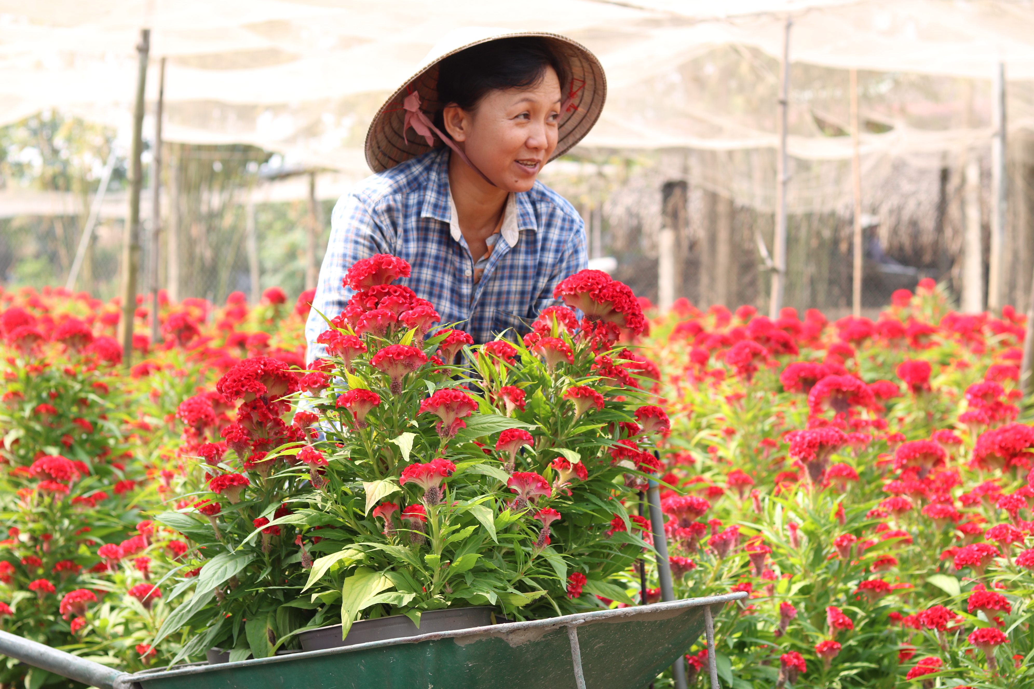 Người trồng hoa có tâm hồn đẹp như hoa Từ ngày 24 tháng Chạp, chị Nhàn đã bắt đầu chở bông ra ngõ bán cho mối quen.