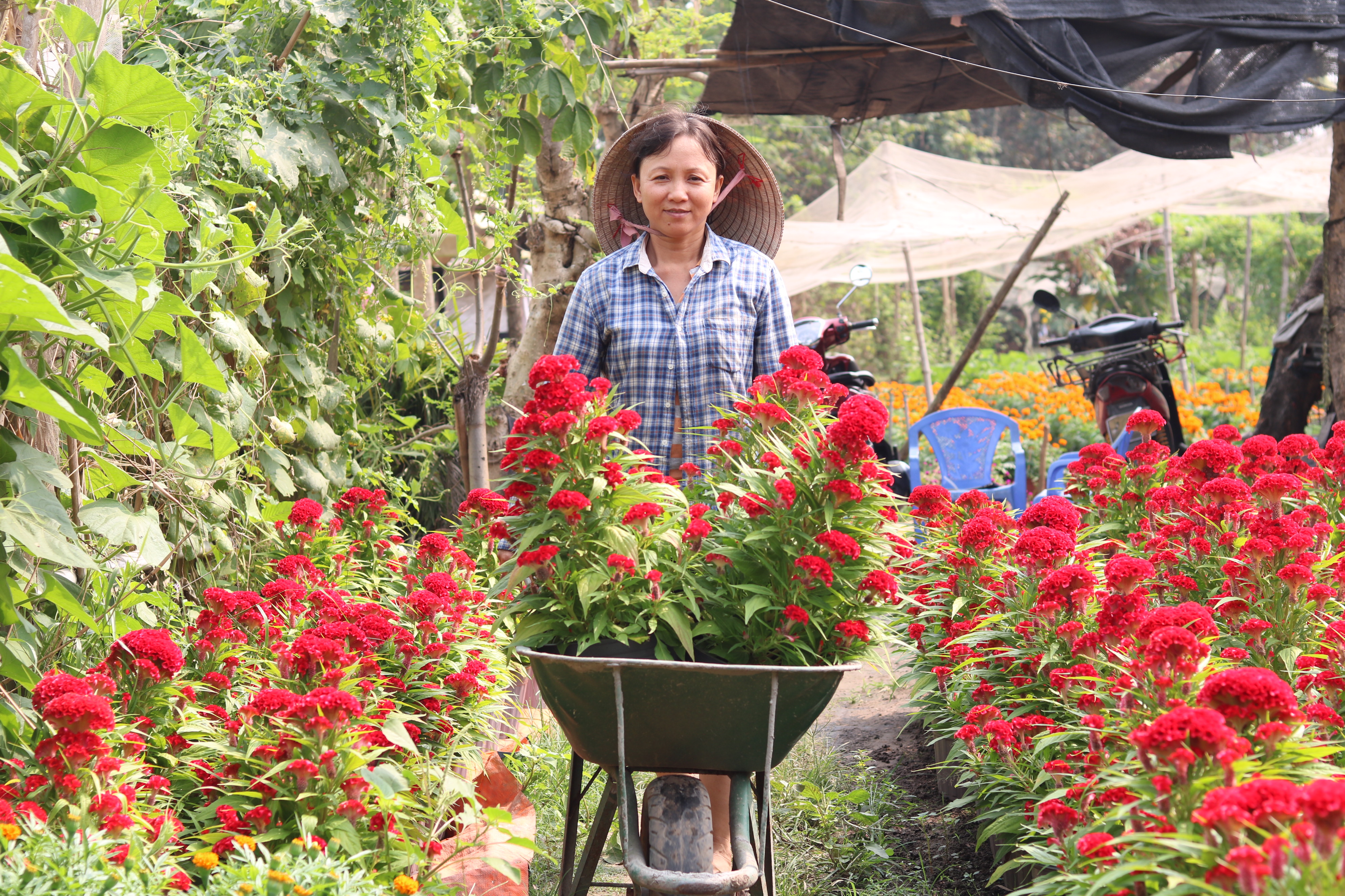 Người trồng hoa có tâm hồn đẹp như hoa Chị Huỳnh Thị Nhàn.
