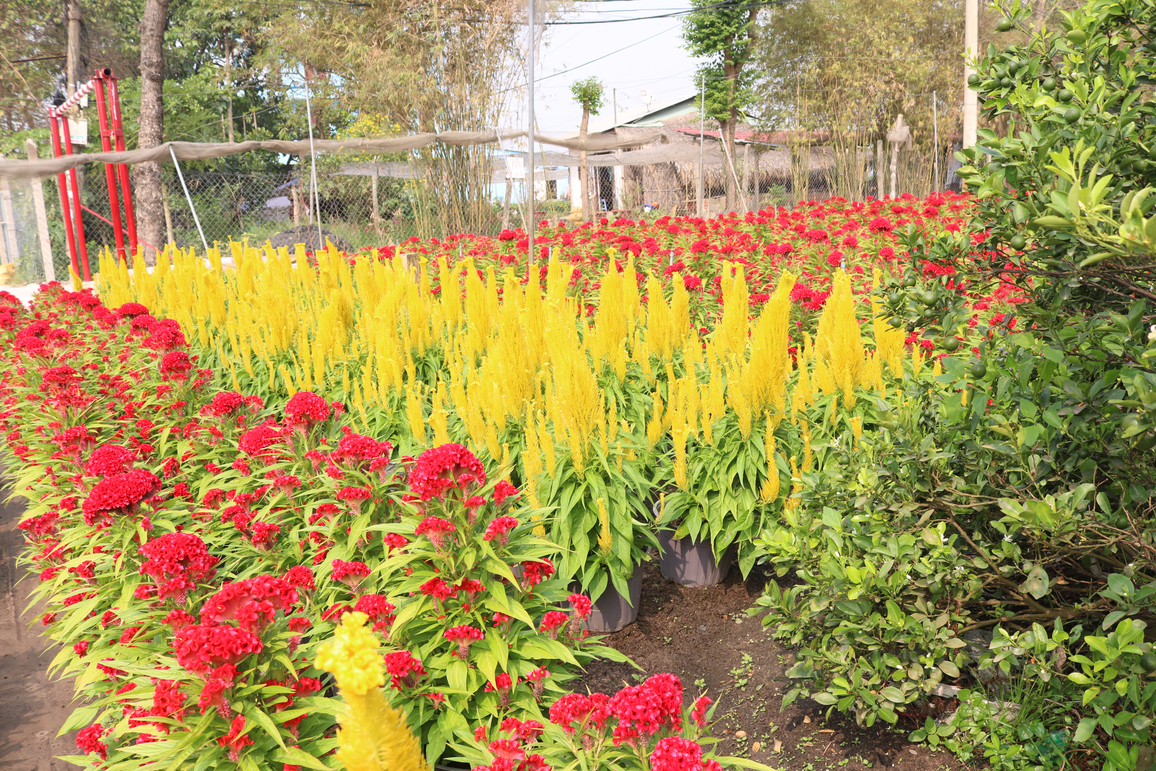 Người trồng hoa có tâm hồn đẹp như hoa Ngoài mào gà đỏ, chị Nhàn trồng thêm mào gà đuôi phụng.