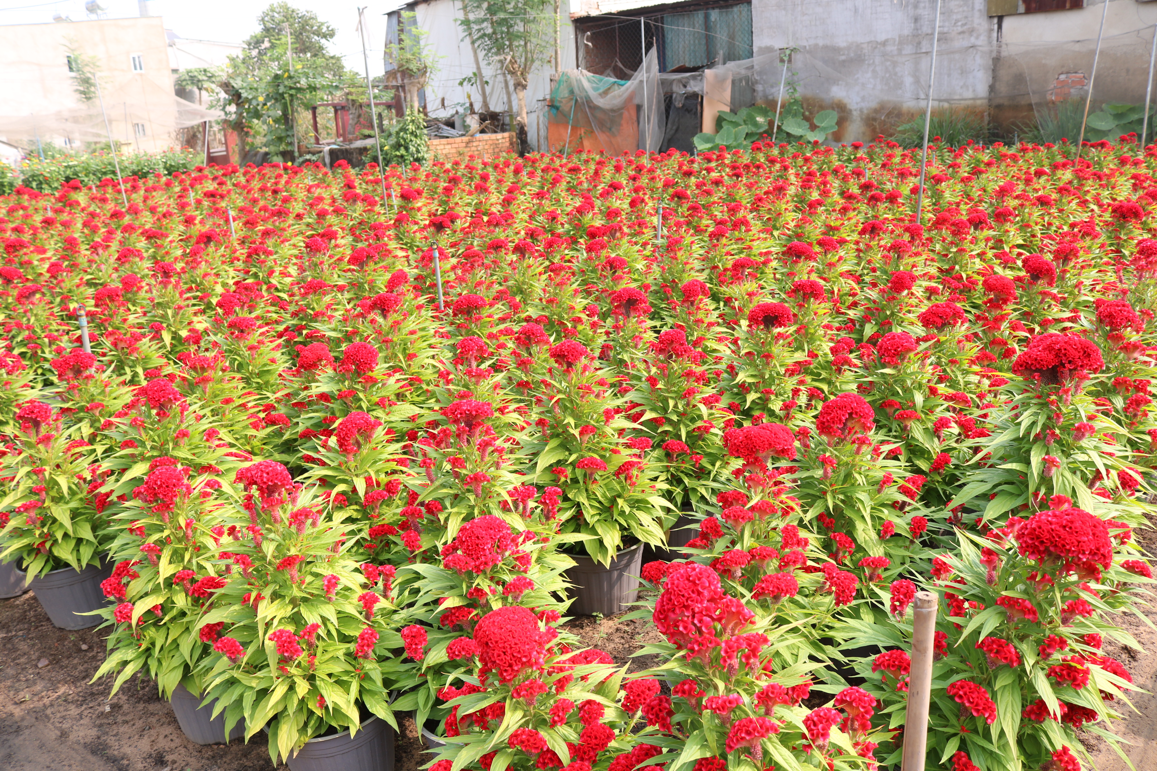 Người trồng hoa có tâm hồn đẹp như hoa Vườn hoa mào gà của gia đình chị Nhàn đã rực sắc đỏ.