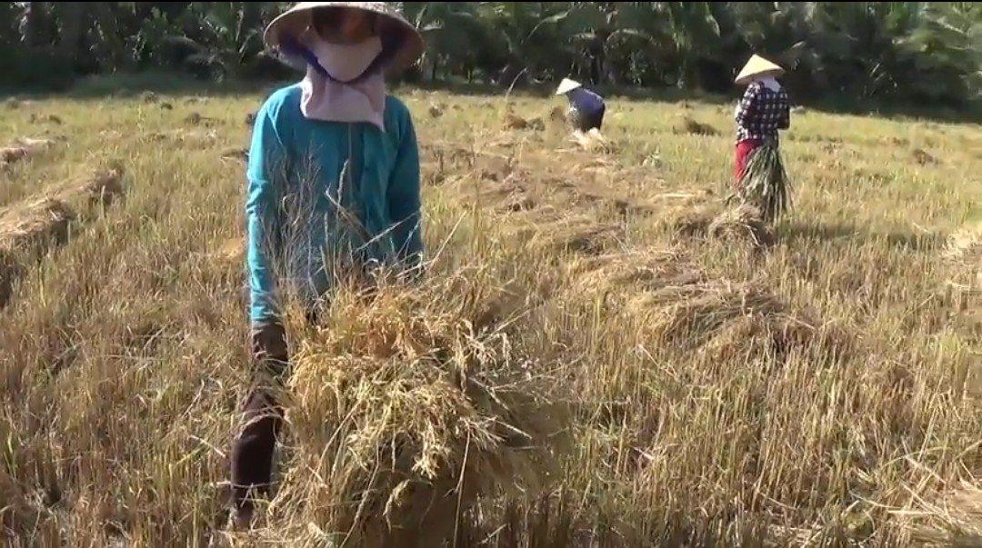 Nhờ mùa gặt tháng Chạp biết tết buồn hay vui Thu hoạch hạt ngọc trời ban vững vàng mùa xuân mới
