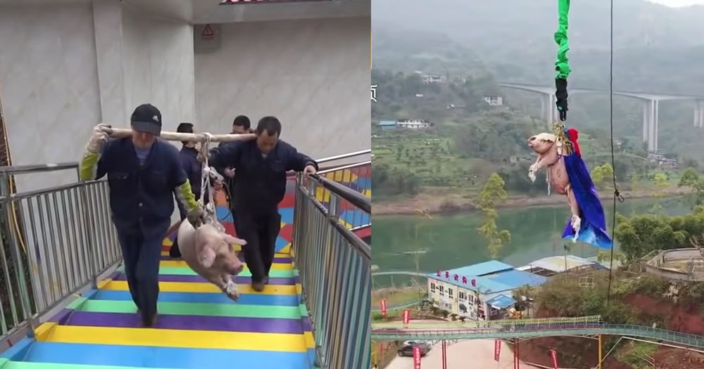Đem heo đi nhảy bungee, công viên tại Trung Quốc bị dân mạng lên án dữ dội Chú heo nặng 75kg bị vác lên đỉnh tháp rồi thả xuống ở độ cao khoảng 70m.