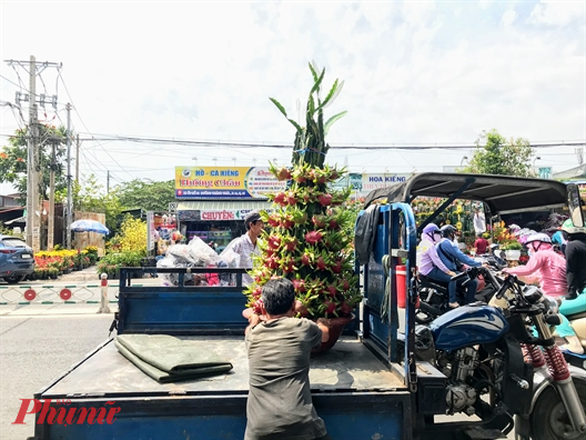 Nán lại Sài Gòn chở kiểng, kiếm tiền triệu mỗi ngày Nhiều loại kiểng tết đặc thù phải chở bằng xe thùng thay vì xe máy vì rất dễ rơi, rụng. Ảnh: Quốc Thái