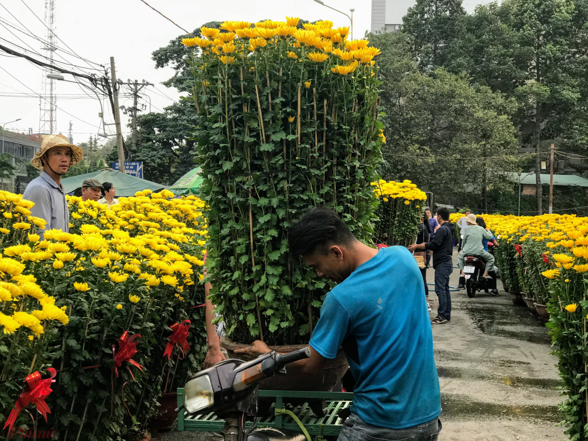 Nán lại Sài Gòn chở kiểng, kiếm tiền triệu mỗi ngày Trả giá 2 chậu cúc vàng xuống còn 800.000 đồng, một khách hàng phải trả thêm 200.000 đồng cho 2km vận chuyển về nhà. Ảnh: Quốc Thái