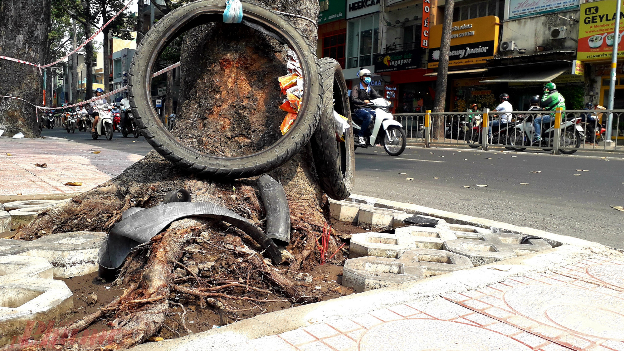 Vì sao cây xanh Sài Gòn sợ … Tết? Cây dầu cổ thụ trên đường Nguyễn Tri Phương ( quận 10, TPHCM) cũng bị đứt rễ do công trình lát gạch vỉa hè vào dịp gần tết.