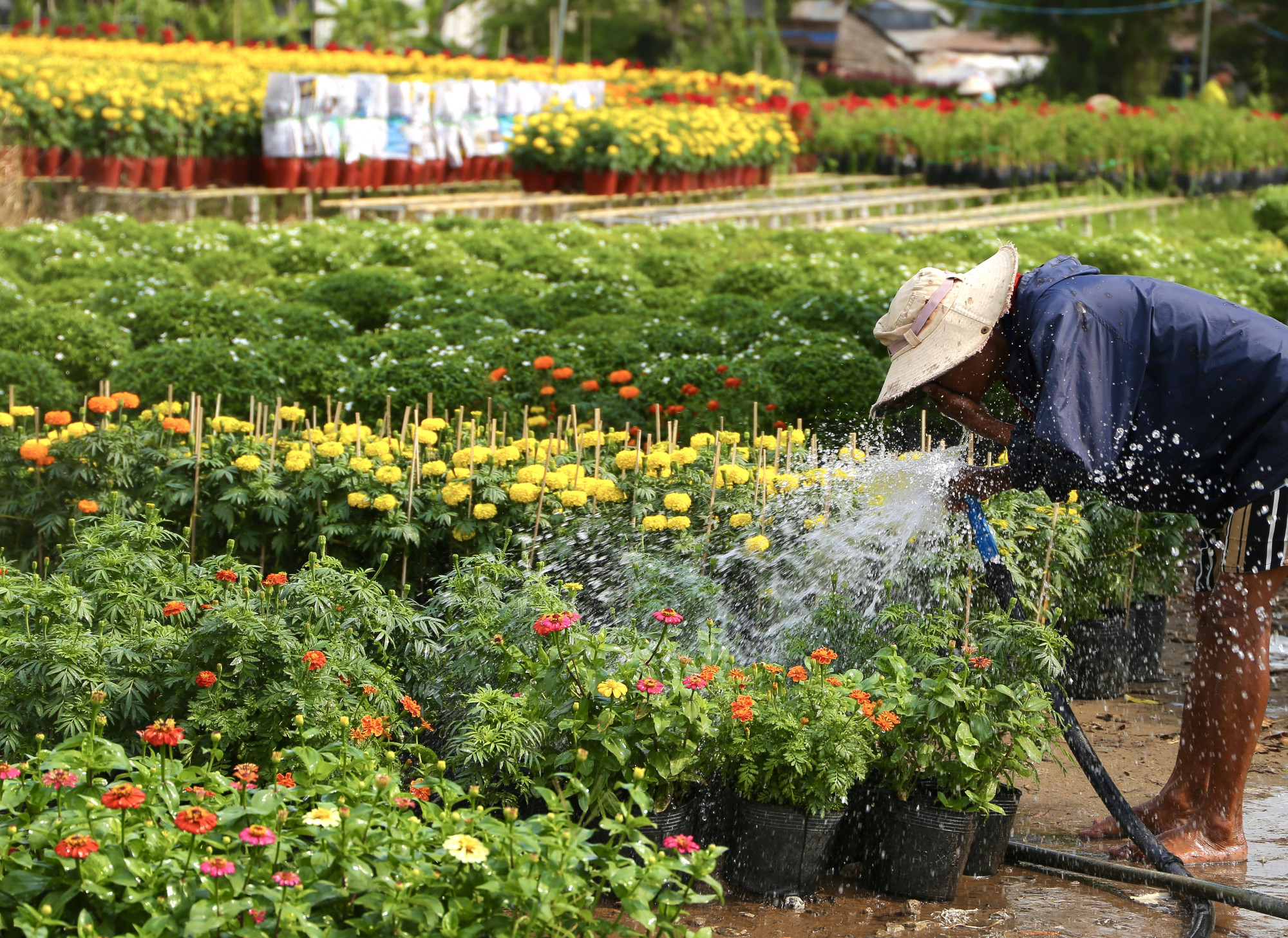 Đi ô tô sang trọng trộm hoa: Không nghèo tiền bạc, chỉ nghèo nhân cách Tết, nghèo gì thì nghèo, ai lại đi nghèo một chậu hoa, nghèo luôn cả nhân cách.