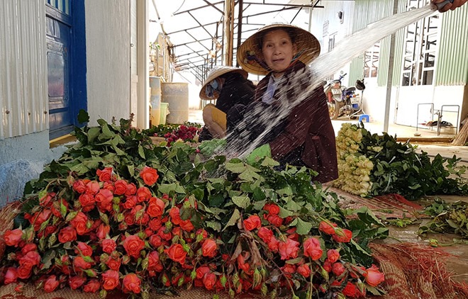 Giải cứu hoa hồng ngày... Valentine Chưa mua Valentine nào hoa hồng Đà Lạt ế ẩm như năm nay - ảnh Gia Bình