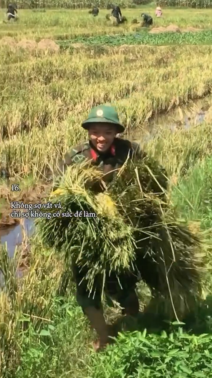 Các anh bộ đội giúp người dân gặt lúa