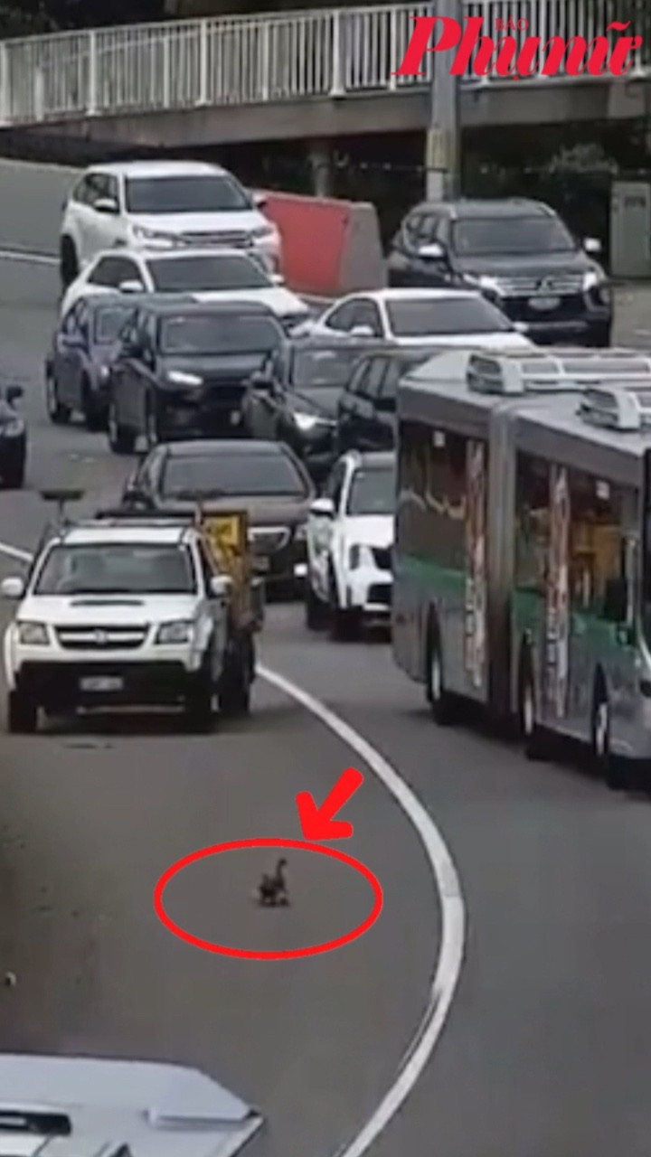 Kẹt xe trên cao tốc 5 km vì một đàn vịt