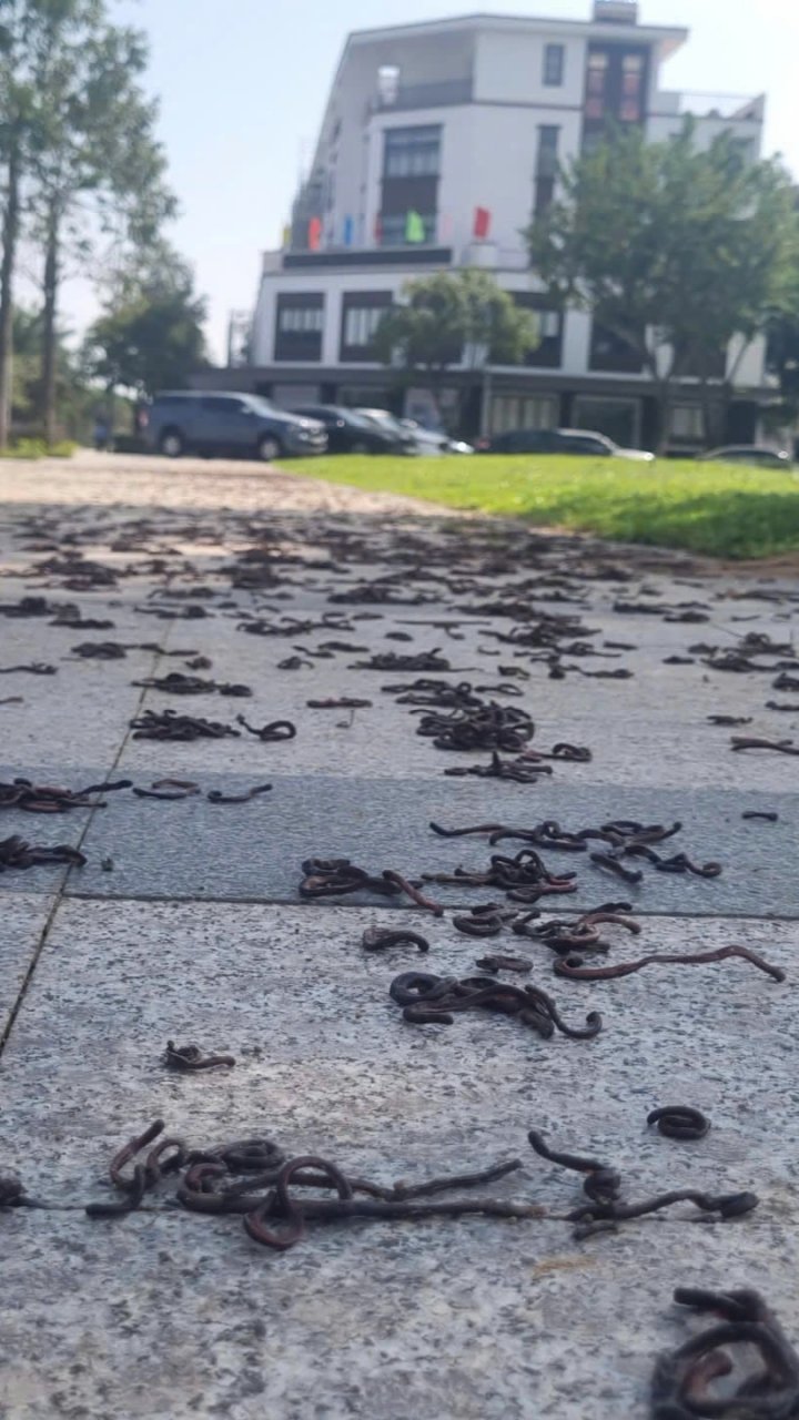 Rợn người cảnh giun bò lên vỉa hè chết la liệt ở Quảng Ngãi