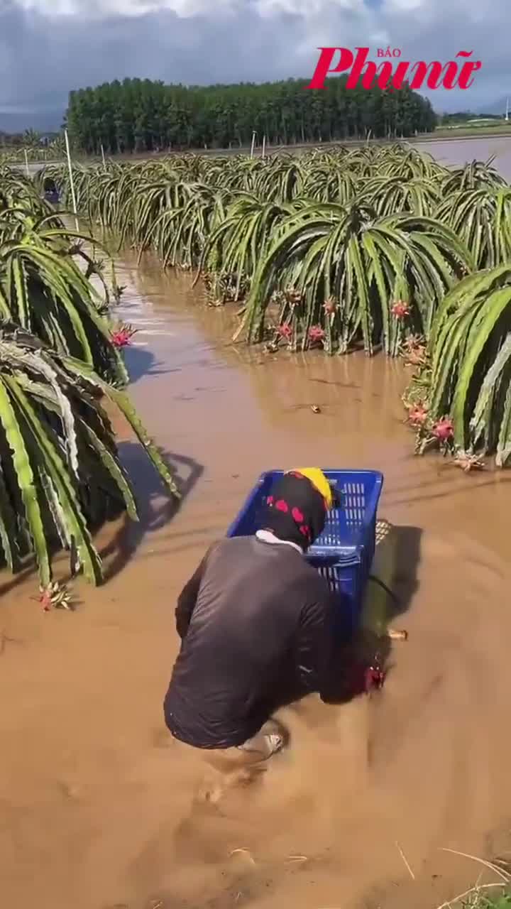 Làm bè chuối thu hoạch thanh long trong dòng lũ