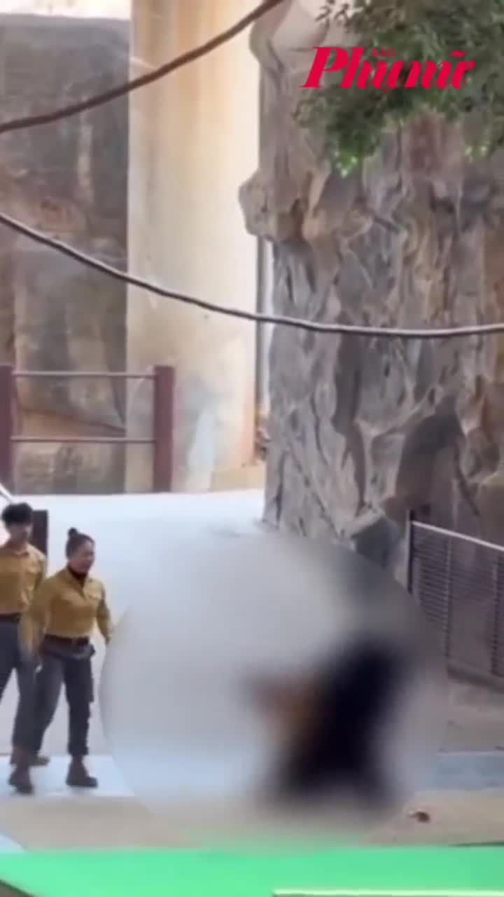 Gấu tấn công người huấn luyện