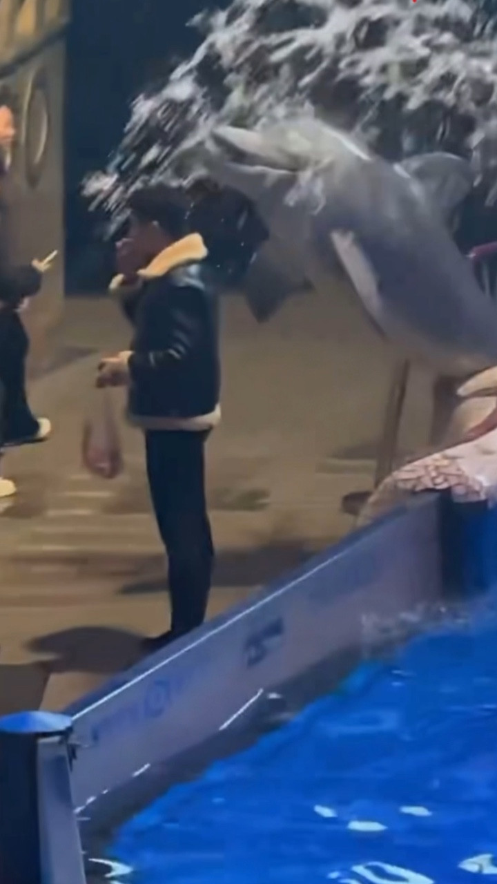 Cá heo phun nước vào người đàn ông hút thuốc trong thuỷ cung