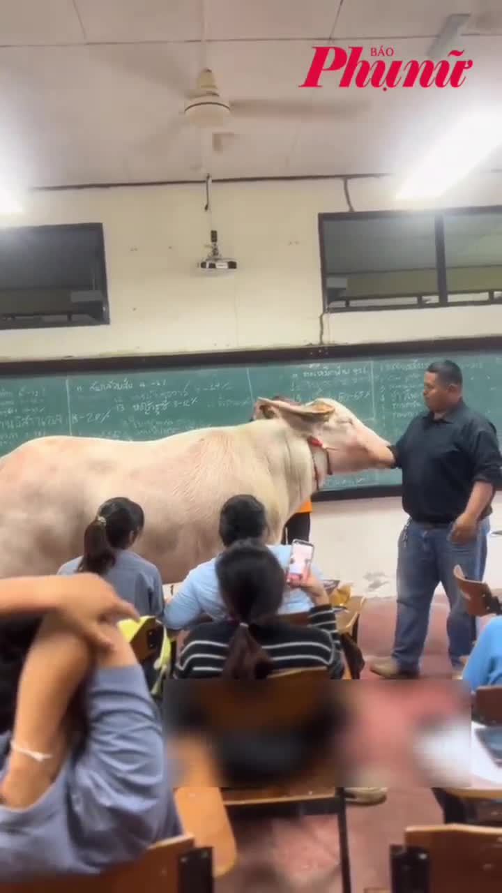 Giảng viên mang con trâu thật đến lớp học