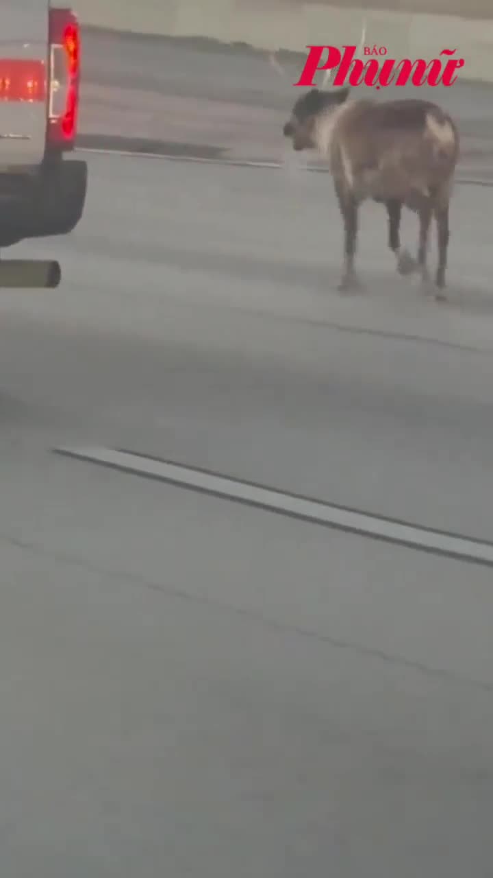 Tuần lộc đi lạc vào đường cao tốc