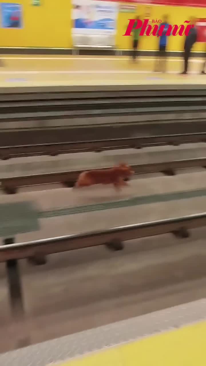 Chó, mèo đi lạc vào nhà ga khiến tàu điện ngầm phải ngưng hoạt động