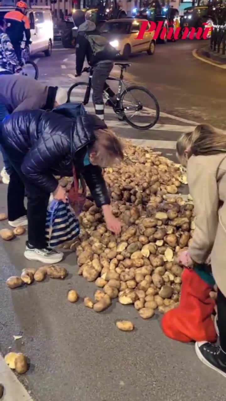 Người dân châu Âu nhặt khoai tây đổ đống trong cuộc biểu tình của nông dân