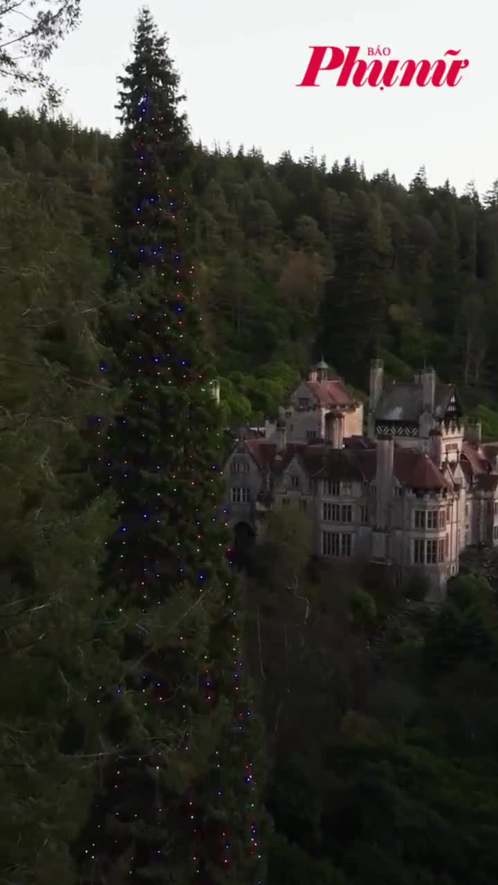 Cây thông trăm tuổi nhận kỷ lục cây thông Noel cao nhất thế giới