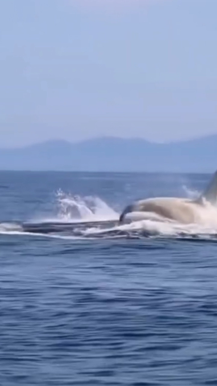 Cá voi sát thủ trắng cực hiếm ngoài khơi Nhật Bản