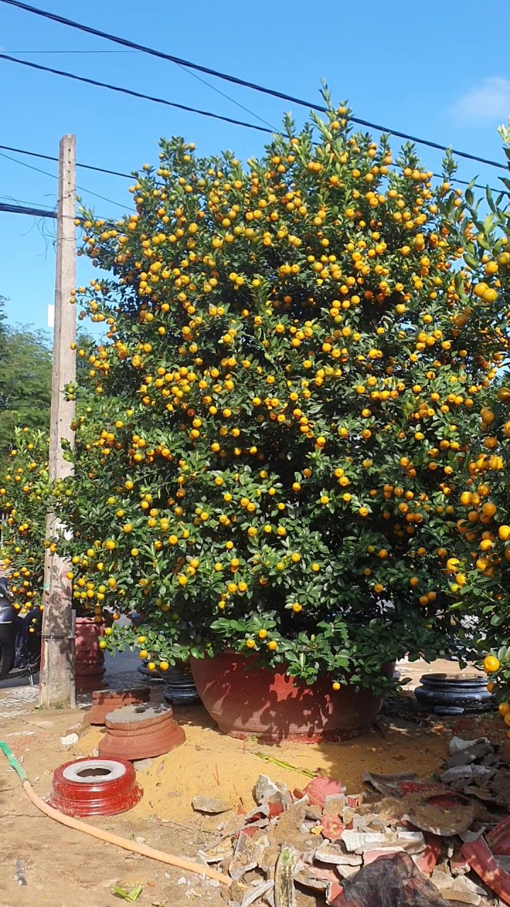 Ngắm cây quất Tết 