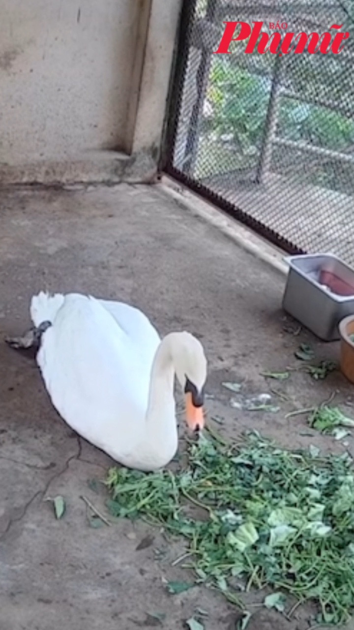 Chú thiên nga bị bắt trộm đã ổn khi trở về Thảo Cầm Viên