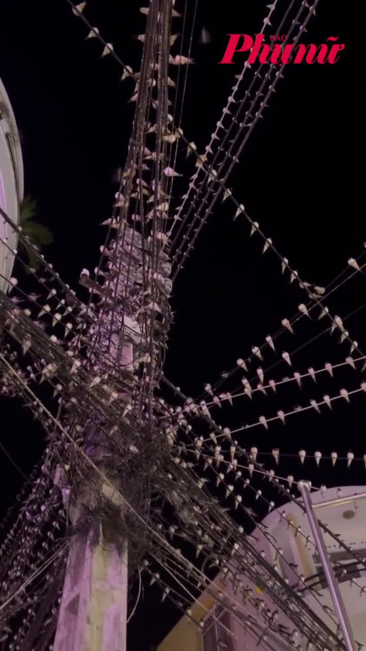 Hàng ngàn con chim đậu kín dây điện, cáp viễn thông ở Cần Thơ