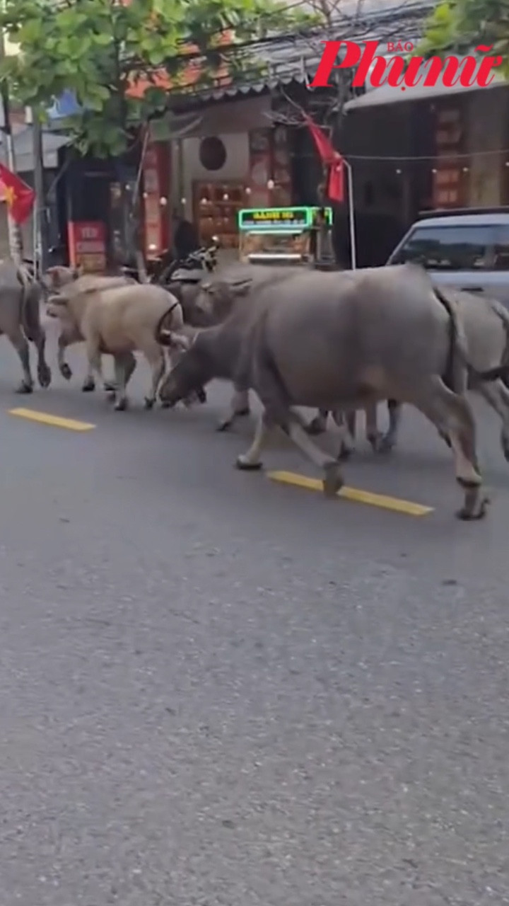 Đàn trâu 'tản bộ' trên cầu Rồng ở Đà Nẵng