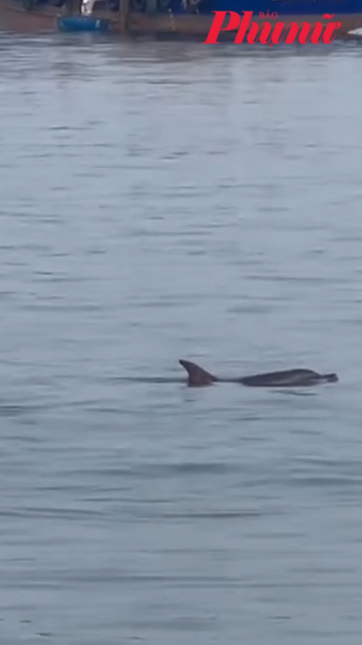 Cá heo bơi sát cảng ở Lý Sơn, người dân hiếu kỳ đứng xem