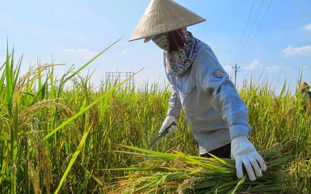 Hôn mê, nguy kịch vì gặt lúa giữa nắng nóng hơn 40 độ C Hon me, nguy kich vi gat lua giua nang nong hon 40 do C