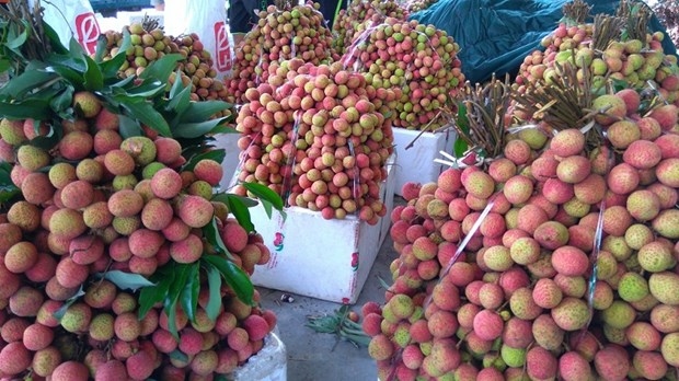 Làm sao chọn được trái vải đúng hàng ngon, chuẩn? Lam sao chon duoc trai vai dung hang ngon, chuan?