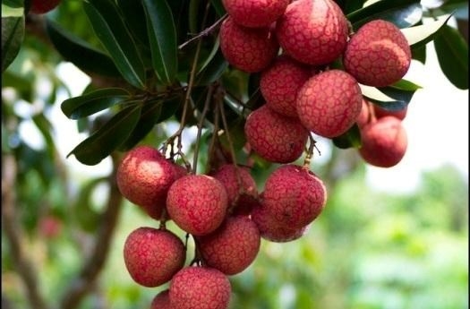 Làm sao chọn được trái vải đúng hàng ngon, chuẩn? Lam sao chon duoc trai vai dung hang ngon, chuan?