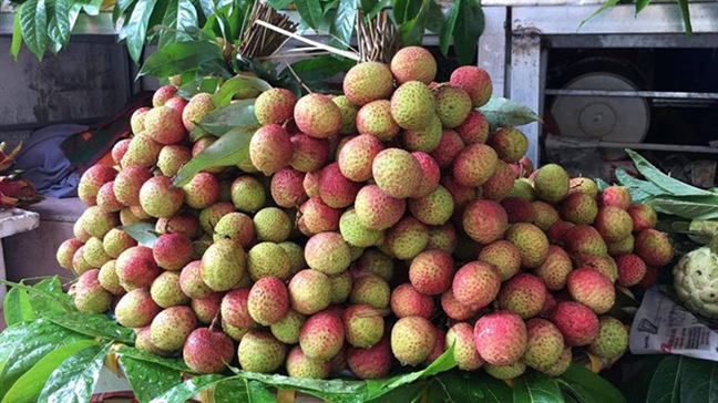 Làm sao chọn được trái vải đúng hàng ngon, chuẩn? Lam sao chon duoc trai vai dung hang ngon, chuan?