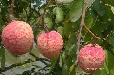 Làm sao chọn được trái vải đúng hàng ngon, chuẩn? Lam sao chon duoc trai vai dung hang ngon, chuan?