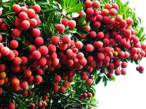 Làm sao chọn được trái vải đúng hàng ngon, chuẩn? Lam sao chon duoc trai vai dung hang ngon, chuan?