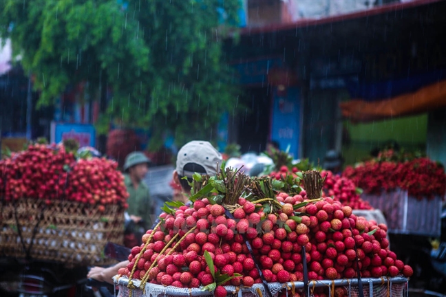 Làm sao chọn được trái vải đúng hàng ngon, chuẩn? Lam sao chon duoc trai vai dung hang ngon, chuan?