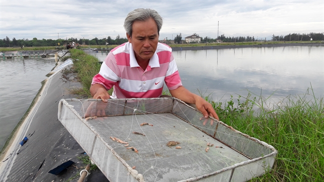 Tôm chết trắng đầm, dân vớt cho heo ăn Tom chet trang dam, dan vot cho heo an