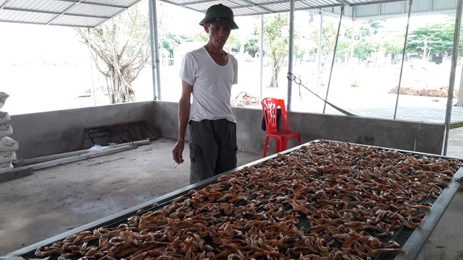 Tôm chết trắng đầm, dân vớt cho heo ăn Tom chet trang dam, dan vot cho heo an