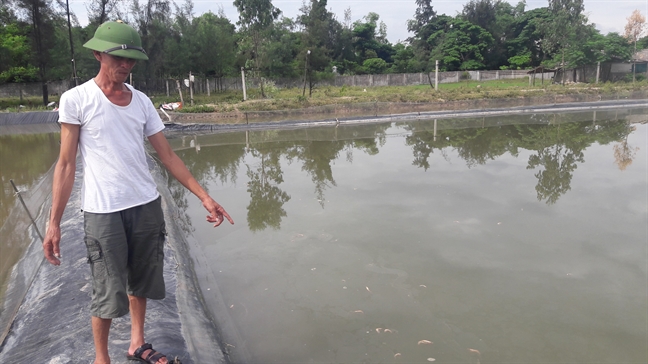 Tôm chết trắng đầm, dân vớt cho heo ăn Tom chet trang dam, dan vot cho heo an