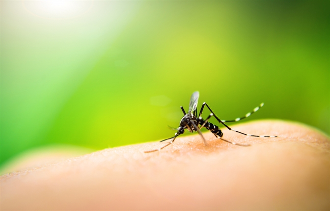 Dùng virus Zika điều trị ung thư não Dung virus Zika dieu tri ung thu nao