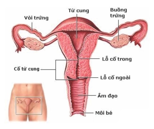 U nang buồng trứng có nguy hiểm không? U nang buong trung co nguy hiem khong?