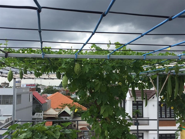 Sân chơi đẹp của những người thích trồng cây San choi dep cua nhung nguoi thich trong cay