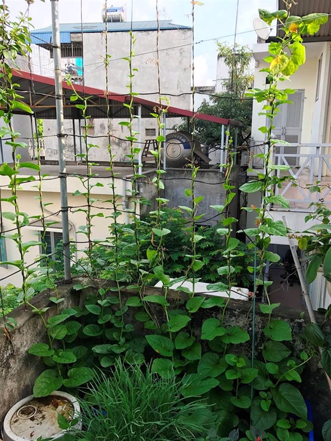 Sân chơi đẹp của những người thích trồng cây San choi dep cua nhung nguoi thich trong cay
