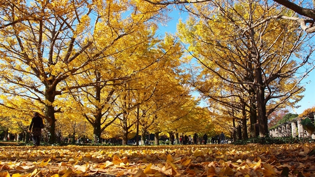 8 địa điểm ngắm 'mùa thu vàng, mùa thu đỏ' đẹp nhất Tokyo 8 dia diem ngam 'mua thu vang, mua thu do' dep nhat Tokyo