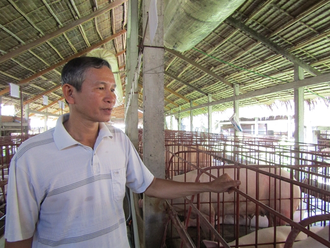 Càng nuôi càng lỗ: miền Tây thấp thỏm vì giá heo Cang nuoi cang lo: mien Tay thap thom vi gia heo